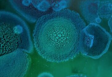 Mold Removal 101: The Ultimate Checklist for Concerned Homeowners