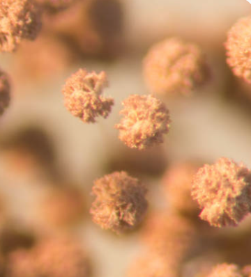 Types of Mold
