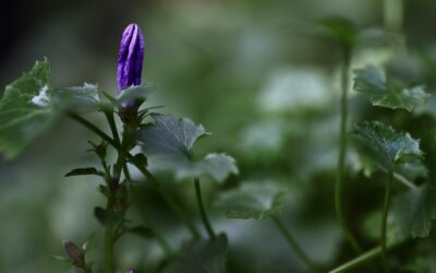 Spring into a Healthier Home: 7 Amazing Mold Prevention Tips for Coastal North Carolina
